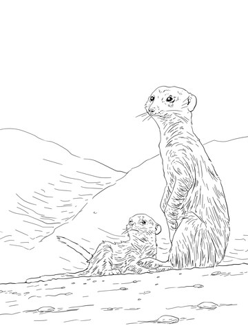 Meerkat Mother With Pup Coloring Page